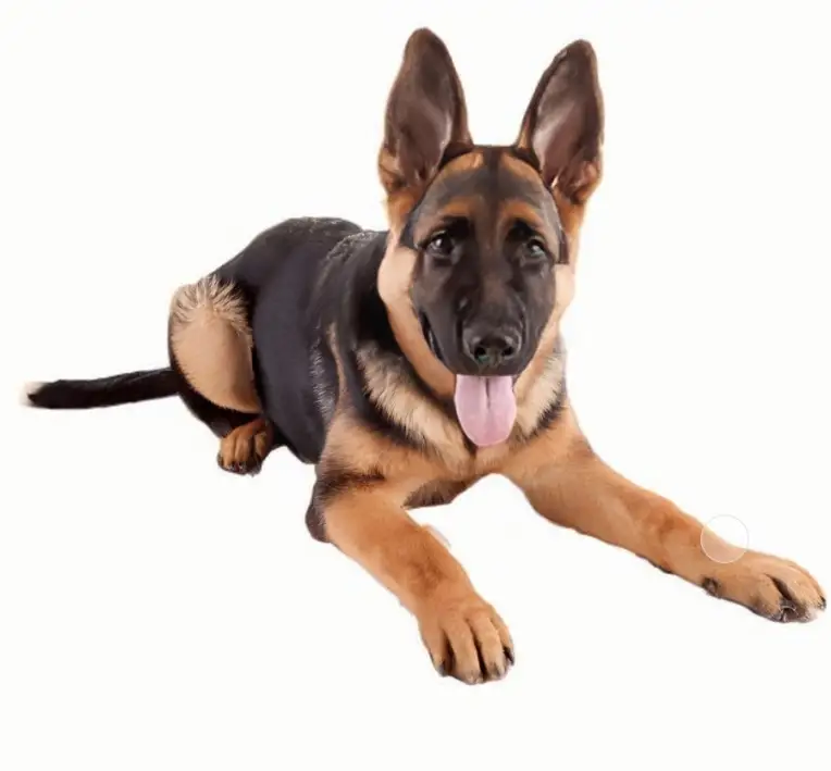 German Shepherd