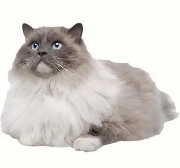 Ragdoll Cat